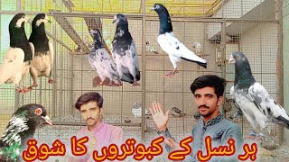 Tari golden Sialkot kamagar dabwali jode kabootar 😱🕊️🥰 [upl. by Bayer]