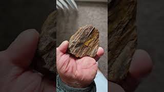 This petrified wood is insane olightworld agates rockhounders petrifiedwood lapidaryarts [upl. by Deraj]