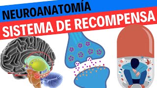 Neuroanatomía y Fisiología del Sistema de Recompensa y el Placer [upl. by Weiler442]