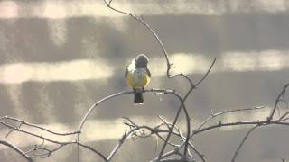 Female Vermilion Flycatcher [upl. by Sadick]