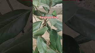 magnolia magnoliagrandiflora shortsfeed trending youtubeshorts meerut floraofmeerut [upl. by Handal89]