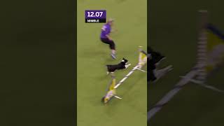 Is this the fastest dog of alltime 🐕 foxsports Dogs westminster dogshow allamerican [upl. by Lewis]