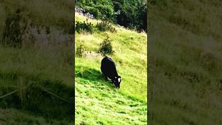 Los páramos de Ecuador nature naturaleza viralvideo ecuador [upl. by Notsud]