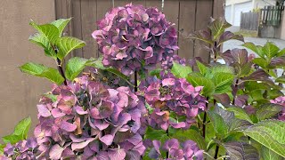 Spring To Fall “Onyx Zebra” Hydrangea 4K  2024 [upl. by Nelrah]