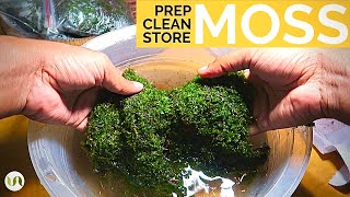 Preparing cleaning and storing moss for terrarium and other botanical projects [upl. by Dorette]