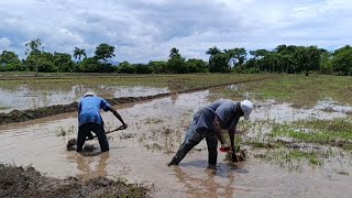 KPK Plantè yo bay Tout detay sou plantasyon diri kap fèt nan plèn maribawo🇭🇹🇭🇹🇭🇹 [upl. by Hintze277]