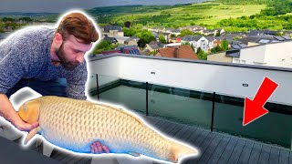 Epic Rooftop Fish Pond  DELIVERY OF 2 JUMBO KOI FOR A POND OF 5 METERS DEEP [upl. by Boak]