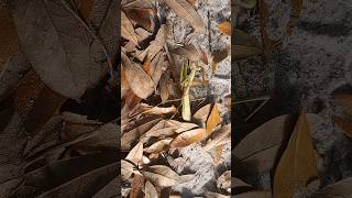 Larger Florida Mantis [upl. by Kiefer]