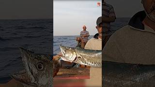 King Fish Caught Using Live Barracuda Fish fishing fishingvideo fishtime [upl. by Notnad637]