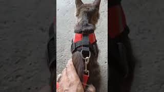 Melatih kucing kita memakai harness  Training a cat to wear a harness [upl. by Dopp]