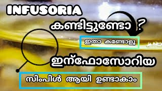 how to culture infusoria malayalam  infusoria culture easy method  infusoria niya betta farm [upl. by Hugues]