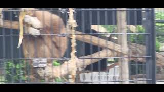 African Safari Wildlife Park WhiteHanded Gibbon [upl. by Llewsor]