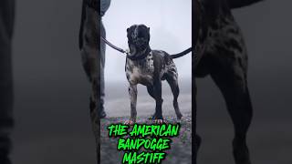 THE AMERICAN BANDOGGE MASTIFF [upl. by Yeta]