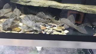 Hypancistrus sp L066 King Tiger Pleco [upl. by Laurinda]