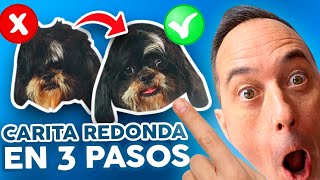 ¡HAZ ESTO para CORTAR el PELO de la CARA en un SHIH TZU y verás  PELUQUERÍA CANINA [upl. by Perusse325]