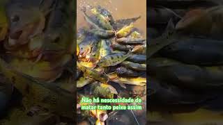 Comer peixe é bom mas não tem essa necessidade de matar tanto peixe assim isso é um crime [upl. by Nibor95]