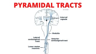 Pyramidal Tract  Lateral and Anterior Corticospinal Tracts [upl. by Pickering]