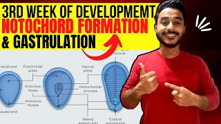 third week of development embryology  notochord formation embryology  formation of germ layer [upl. by Arriat837]