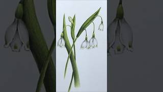 Snowflake Flower Drawing Art Coloring 스노우플레이크 꽃그림 [upl. by Arri]