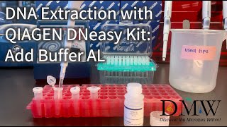 DNA Extraction with QIAGEN DNeasy Kit Add Buffer AL [upl. by Mcarthur287]