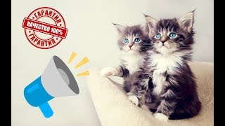 👍МЯУКАНЬЕ КОШЕК И КОТЯТ Приятные звуки для кошек [upl. by Thirza]