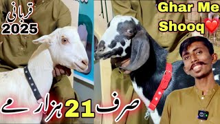 Lalukhet Ka Ghar Me Shooq 😍Sirf 21 Hazar Me Qurbani 2025 Ka Bakray  Abbasi Goat Farm [upl. by Schatz562]