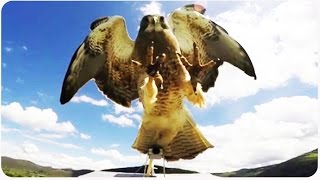 Hawk Attacks Flying RC Plane [upl. by Keele]