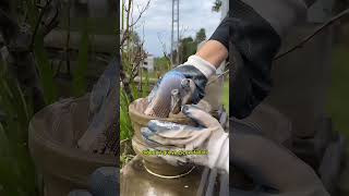 grave cleaning asmr asmr cleaning [upl. by Gilpin]