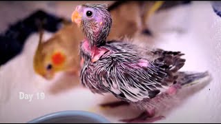 Baby Cockatiels first 30 days [upl. by Virgie]