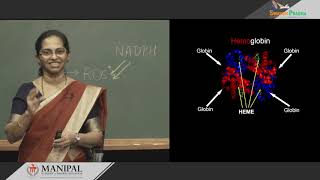 33 Catabolism of heme [upl. by Aviv509]