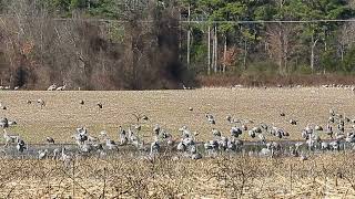 festival of the cranes 2024 Wheeler National Wildlife Refuge [upl. by Elawalo]