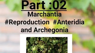 Part02MarchantiaReproductionExplained in english [upl. by Elleinwad]