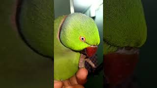 The ringneck parrot talking parrot sound viralvideo parrot shorts parrotsounds [upl. by Andee]