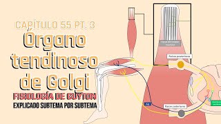 CAP 55 35 El órgano tendinoso de Golgi l Fisiología de Guyton [upl. by Anatola]