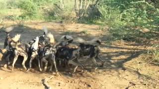 MADIKWE Wild dog kill  Makanyane Safari Lodge [upl. by Wein]