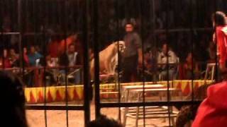 matanza de domador por leones y pumas jajuares [upl. by Daughtry222]