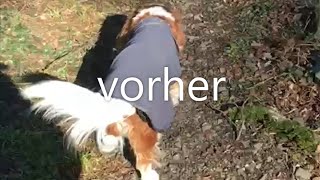 Spondylose beim Hund  Behandlung mit physiokey [upl. by Johnath910]