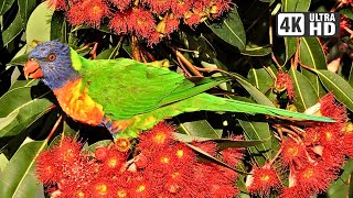 Rainbow Lorikeet Sounds  Colorful Cute and LOUD [upl. by Attennot681]