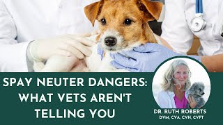 Is Your Pet at Risk Discover the Hidden Dangers of SpayNeuter Syndrome [upl. by Strickler547]