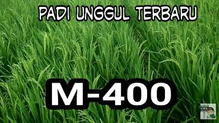 Padi Varietas Unggul Baru M400 [upl. by Duj]