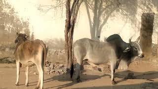 Ox Lovers  Bull  Beautiful Scene  Cow and Ox [upl. by Mauceri917]