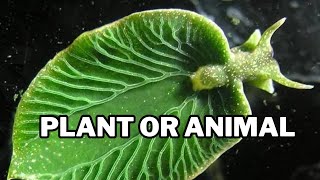 Animals That Can Photosynthesis Like Plants [upl. by Irene947]