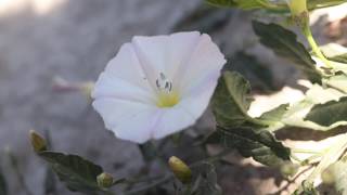 FIELD BINDWEED Convolvulus arvensis [upl. by Safire]