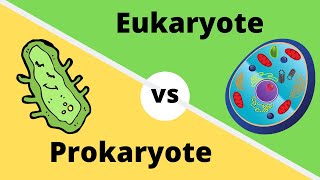 PROKARYOTES VS EUKARYOTES How cells are different [upl. by Dearden37]