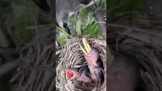 baby birds are fed large grasshoppers [upl. by Vaules24]