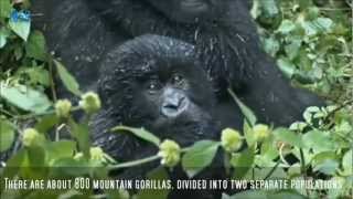 The Story Of Dian amp Digit  for The Dian Fossey Gorilla Fund Int [upl. by Yhtomit54]