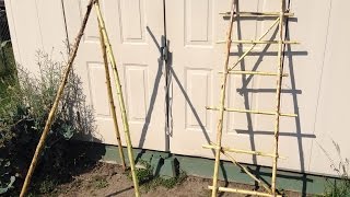 EZ How to Make a Trellis From Old Sunflower Stalks  MIgardener [upl. by Leiria522]