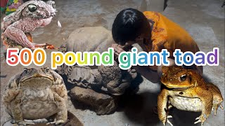 giant wooden toad carving stationHandmadewoodcarver woodcrafting art woodworking [upl. by Ahsinra]