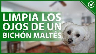 🐩 ¿Cómo LIMPIAR los OJOS y LAGRIMALES de mi perro Bichón Maltés 👁🐩 [upl. by Ateloj]