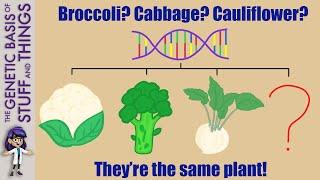 Are broccoli cabbage and cauliflower the same The evolution of domesticated cruciferous vegetables [upl. by Weir600]